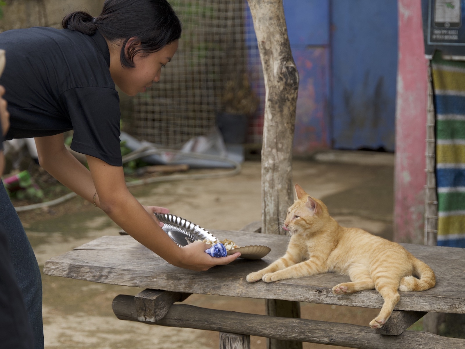 Stray Feeding Program